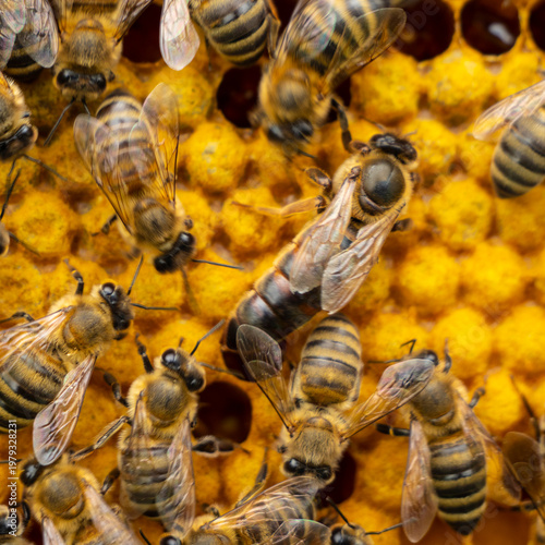 Queen Bee lays eggs in a honeycomb.