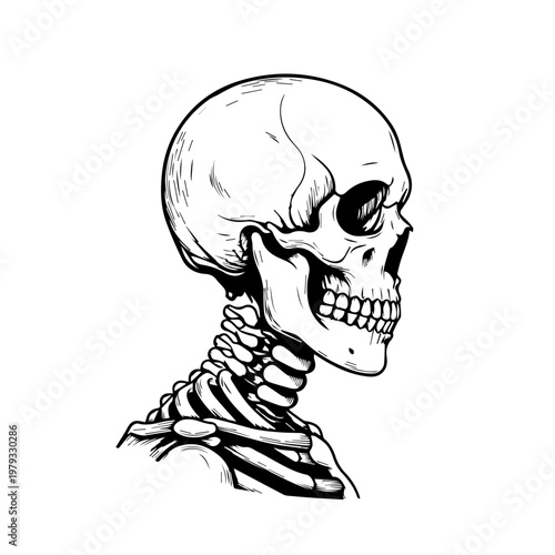 Detailed Skeleton Portrait Illustration of a Skull and Spine.