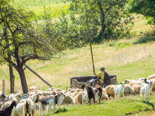 Cuadro en lienzo Shepherd Watering Sheep at Traditional Rural Well Maramures