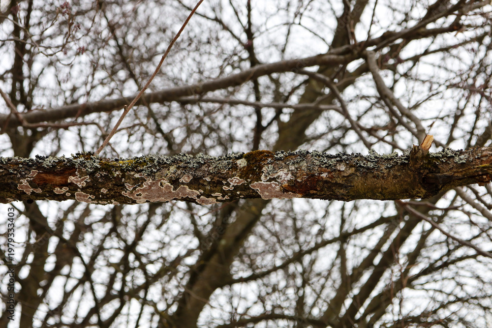 Obraz premium ​A rough tree branch covered with colorful lichens and moss stands out against a blurred lace of leafless crowns. Detailed texture of bark and fungal growths demonstrates the complex life of forest mi