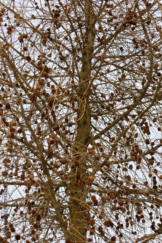 Fototapeta premium A dense network of thin larch branches, abundantly covered with numerous brown cones, creates an intricate natural pattern against a light sky.