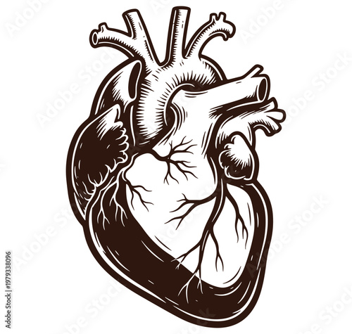 Anatomical drawing of a human heart with major blood vessels and arteries  medical illustration