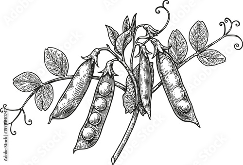 Black and white illustration of pea pods on vine with leaves and tendrils, botanical drawing of garden peas