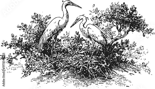 Two herons standing on a nest surrounded by dense foliage in vintage black and white illustration
