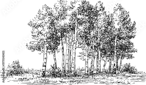Black and white sketch of birch tree grove with detailed bark and foliage on grassy terrain