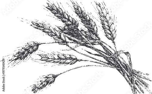 black ink drawing of wheat stalks tied in a bundle vintage agricultural cereal grain illustration