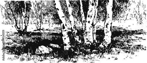 Black and white vintage illustration of birch trees in a forest clearing with grass and rocks