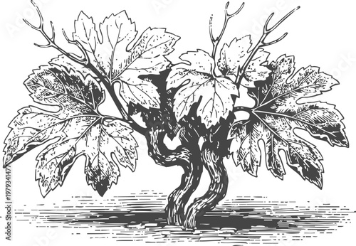 Vintage grapevine illustration with detailed leaves and twisted trunk isolated on white background