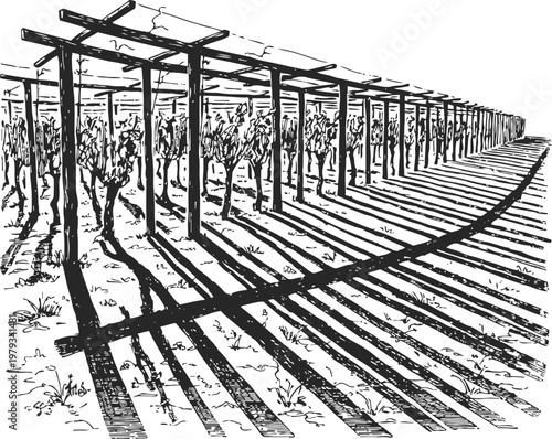 Vineyard with trellis rows casting long striped shadows on the ground in black and white sketch