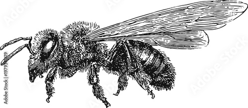 Detailed black and white illustration of a bee with wings, legs, antennae, and striped abdomen