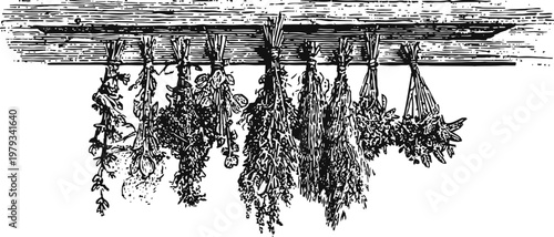 herbs hanging on a wooden rack for drying vintage hand drawn botanical illustration of thyme, rosemary, sage and other plants