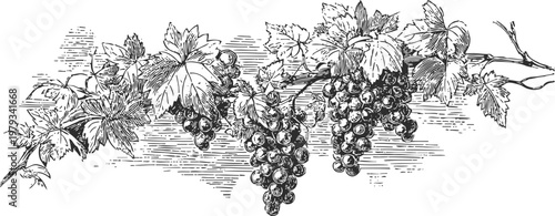 vintage grapevine illustration with bunches of grapes and detailed vine leaves in black and white