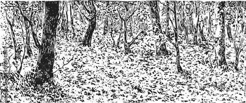 Dense forest with leaf covered ground and trees in autumn season black and white illustration