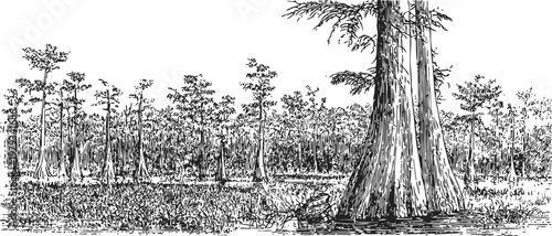 Swamp forest landscape with tall trees and wetland vegetation in natural habitat