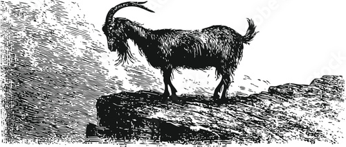 mountain goat standing on rocky cliff edge looking down into valley, wildlife nature illustration