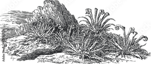 Vintage illustration of desert succulents and rocky terrain with cacti and dry plants