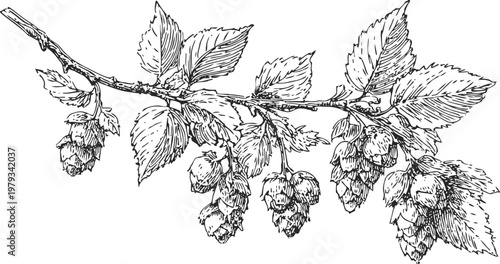 hops branch with cones and leaves drawn in detailed vintage botanical