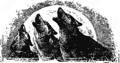 Three wolves howling at full moon silhouette, wild animal pack in night forest scene