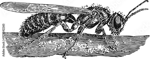 Detailed black and white illustration of a wasp perched on a branch with intricate wing and body texture