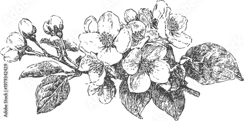 Vintage botanical illustration of blooming apple branch with flowers and leaves