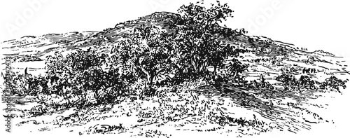 vintage black and white engraving of a countryside hill with dense shrubs and trees sketched in detailed line art