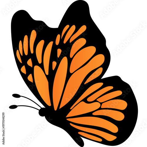 Butterfly Illustration