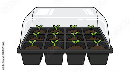 Seedlings in a plastic seed tray under a protective cloche.