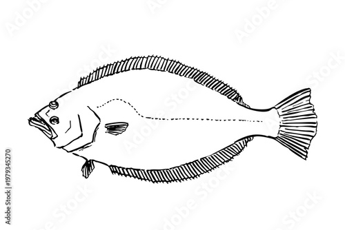 Flounder hand-drawn ink line illustration, flatfish marine vector