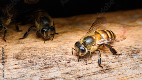 Tableau sur toile Honey bee leaving hive entrance on wooden surface