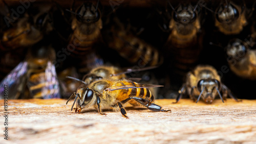 Honey bee preparing for flight at dark hive entrance