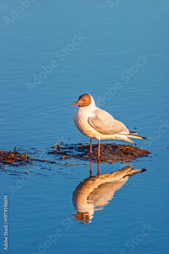 Black-headed gull in calm water