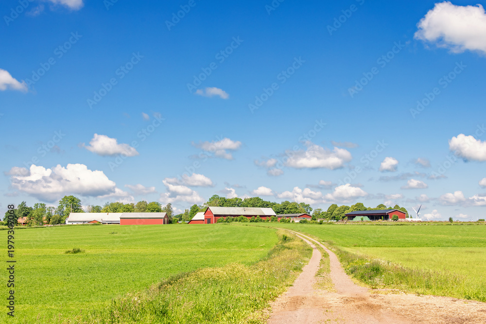 Fototapeta premium Red barns in a sunny rural landscape with a dirt road in summer