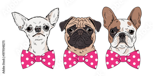 Two funny cute puppies and a white cat are a group of purebred canine pets including a French bulldog with a bone and a pug baby illustration isolated on white.