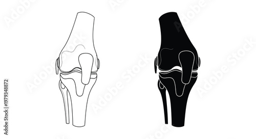 Anatomical illustration of a human knee joint detailed line work silhouette