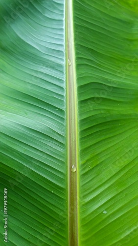 Close-up of a vibrant green tropical leaf, showcasing veins, texture, and a central stalk with a few droplets of water
