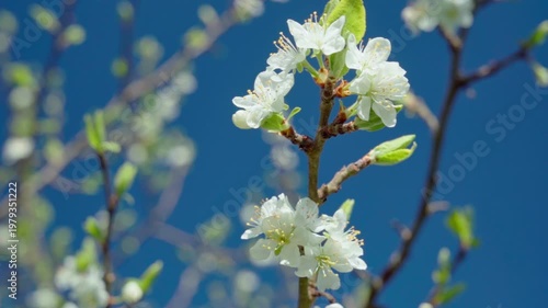 Fresh Young Leaves Against Vivid Blue Sky Create Uplifting Atmosphere, Lively Branch With Budding Leaves Under Luminous Sky Evokes Cheerful Seasonal Feeling