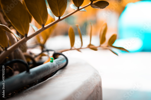 Close-up of a micro drip irrigation system with a green nozzle in a plant pot. Automatic watering technology for home gardening and sustainable plant care with a blurred natural background.