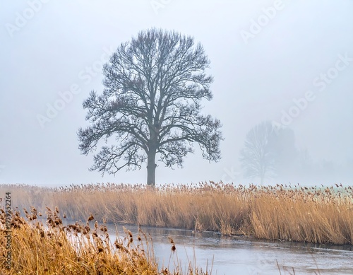 Misty river scene with tall bare tree and tall grasses in foreground, and another obscured tree in the distance