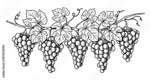 Hand Drawn Grapes Vine Sketch Vector Illustration
