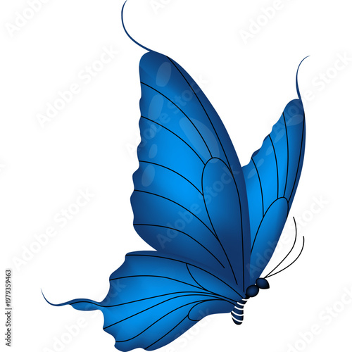 Butterfly Illustration