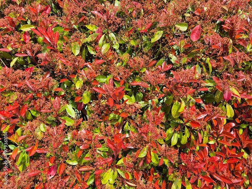 Glanzmispel 'Red Robin'



