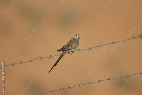 Wild birds perched on metal wire against warm desert tones