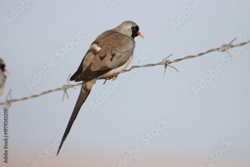 Wild bird perched on metal wire against warm desert tones