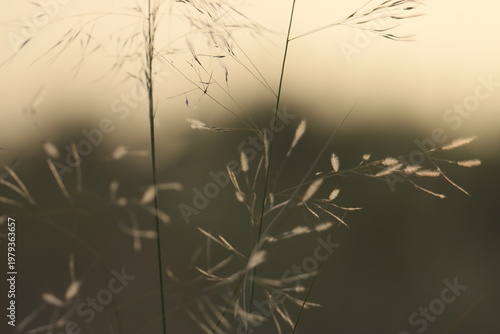 grass in the fog