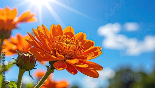 A vibrant orange cosmos flower blooms brightly against a clear blue sky with radiant sunlight, showcasing the beauty of nature.