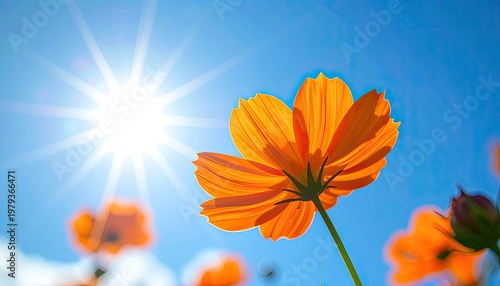 A vibrant orange cosmos flower blooms brightly against a clear blue sky with a radiant sun, capturing a moment of natural beauty and warmth.