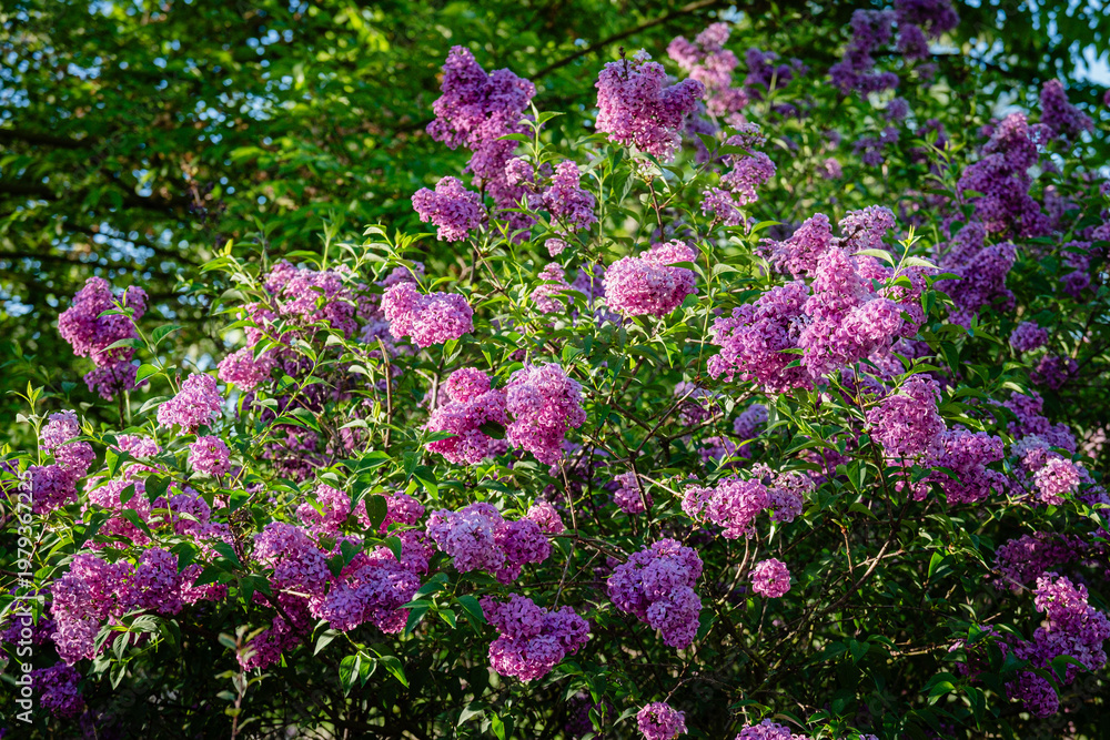 Obraz premium A lilac in bloom