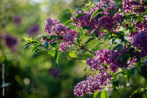 A lilac in bloom