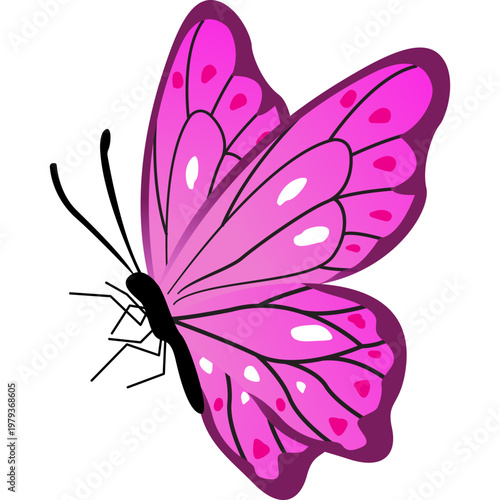 Butterfly Illustration