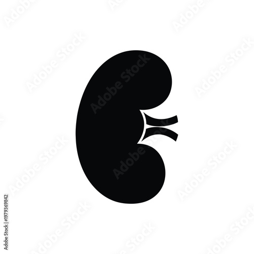 Kidney Organ Medical Illustration.